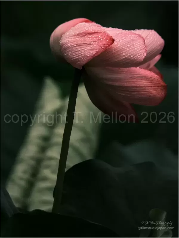 Time-to-Wake-Giant-Lotus