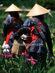 FlowerHarvest-Irises-20250627-2015_JST - Limited Edition of 10 worldwide (all sizes combined)