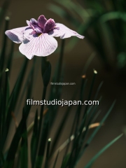 TDM81580 - Limited Edition of 10 worldwide (all sizes combined)