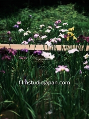 TDM81616 - Limited Edition of 10 worldwide (all sizes combined)