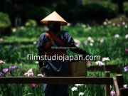 irises-harvest-3 - Limited Edition of 10 worldwide (all sizes combined)