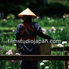 Japanese Iris Harvest Culture Medium Format Photography Prints - Museum Grade / Archival Quality