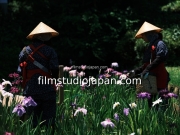 irises-harvest-4 - Limited Edition of 10 worldwide (all sizes combined)