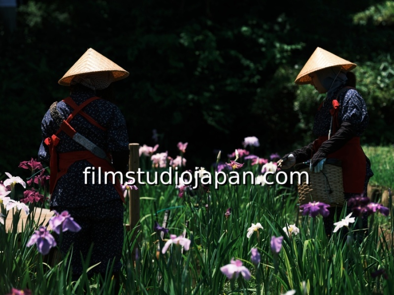 irises-harvest-4