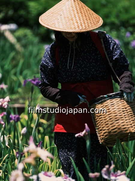 irises-harvest-5