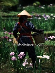 irises-harvest-6 - Limited Edition of 10 worldwide (all sizes combined)