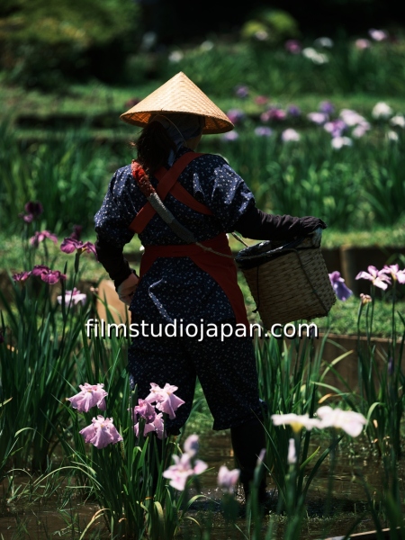 irises-harvest-6