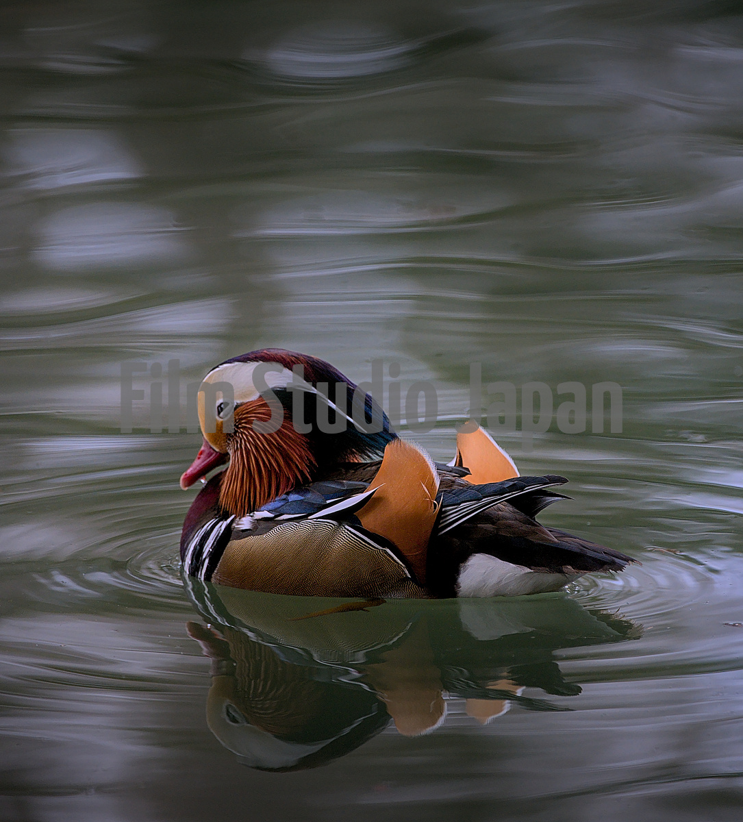 Oshidori (Mandarin Duck) 3229