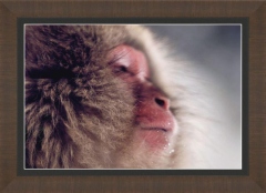 Tranquil Snow Monkey in Morning Light - Limited to 10 pieces.