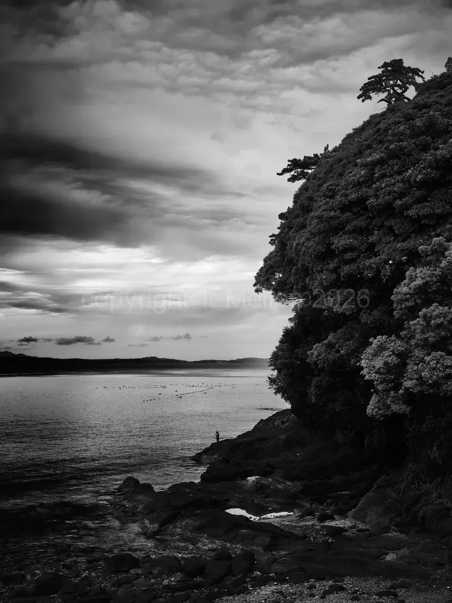 Forest-Meets-Sea-Izu-Japan