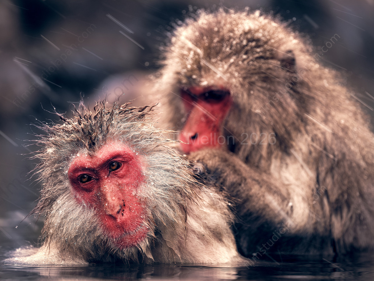 A-Quiet-Bond - Elder Snow Monkey Groomed in Onsen After Defending Territory