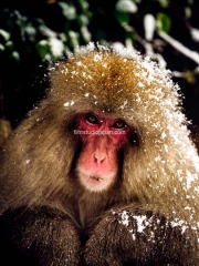 Eye-to-Eye-Close-up-portrait-nagano-snow-monkey - Limited Edition