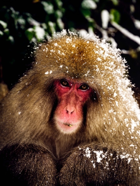 Eye-to-Eye-Close-up-portrait-nagano-snow-monkey - Limited Edition of 10 worldwide (all sizes combined)