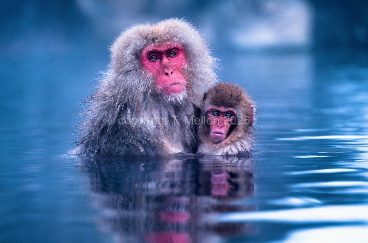 Motherly Love - Serenity of a Mother Snow Monkey and Her Baby in a Deep Blue Onsen