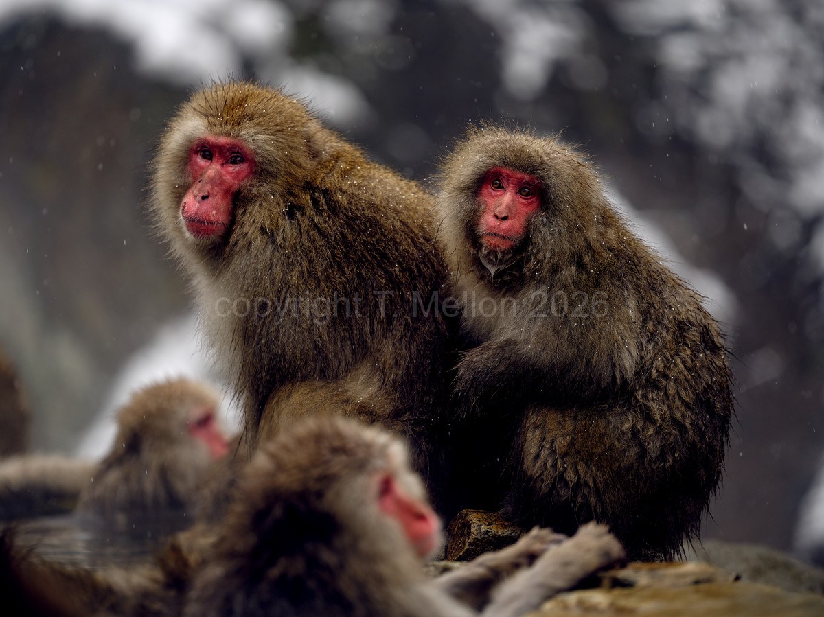 The Concerned Friend - Snow Monkeys of Japan Moments after Fight