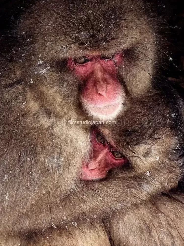 Comfort in the Storm - Mother Snow Monkey and Distressed Child