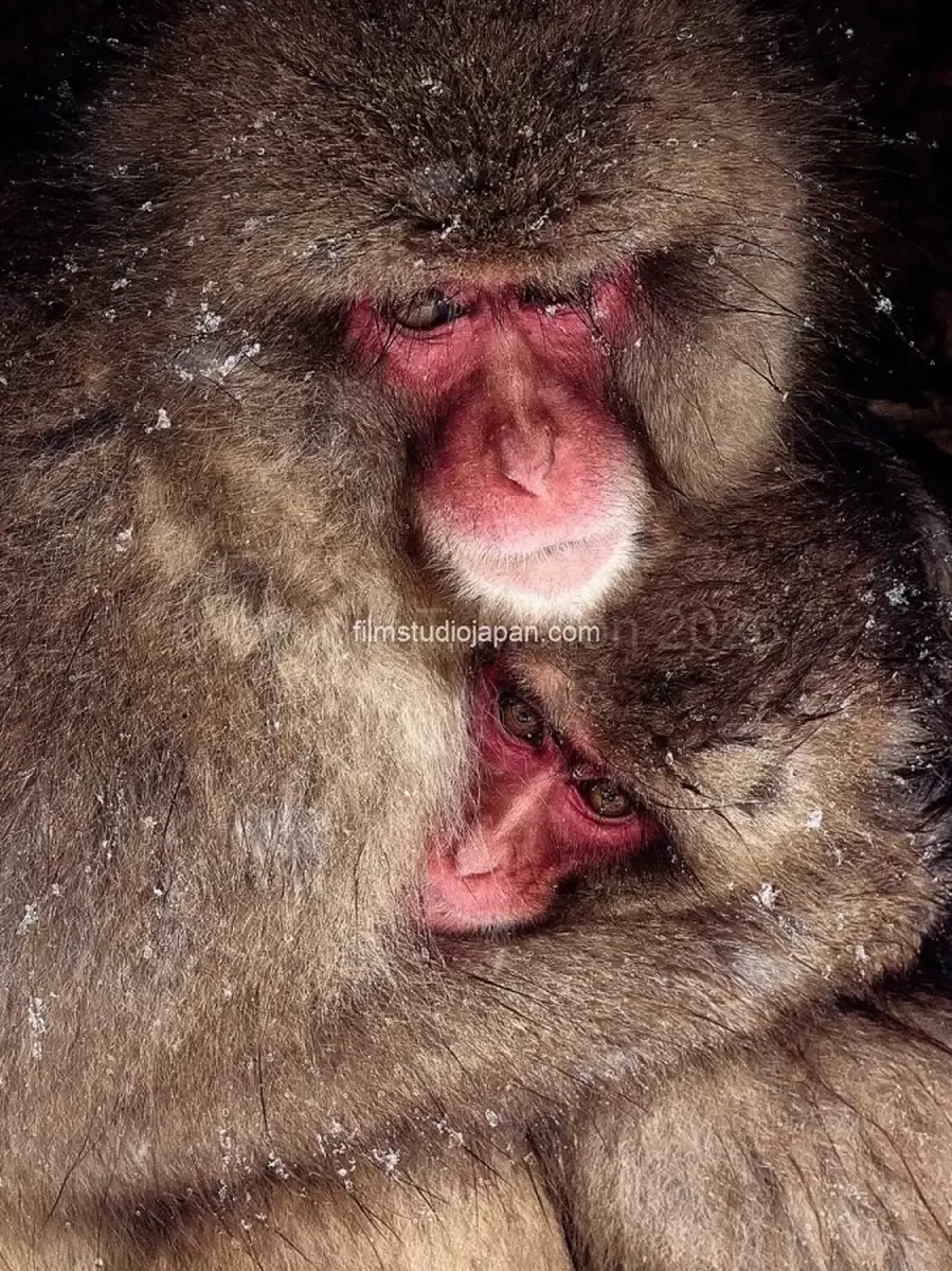 Comfort in the Storm - Mother Snow Monkey and Distressed Child