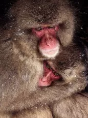 Comfort-in-the-Snow-Storm-Snow Monkeys-Japan Mother and Young Monkey Limited Edition