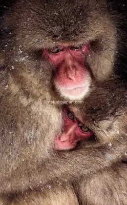 Comfort-in-the-Snow-Storm-Snow Monkeys-Japan Mother and Young Monkey Limited Edition