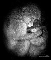 Natures Womb - A Mother Snow Monkeys Embrace