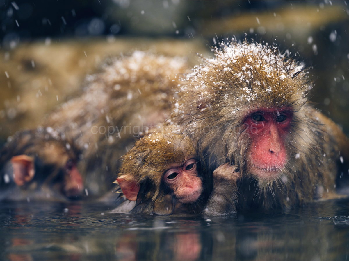 Clinging to Mothers Tuffs - Tiny Baby Macaque with Mother in Onsen