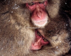 Comfort-in-the-Snow-Storm-Snow Monkeys-Japan Mother and Young Monkey Limited Edition of 10 worldwide (all sizes combined)