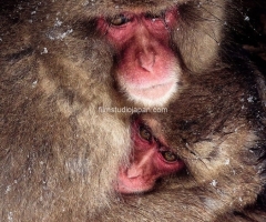 Comfort-in-the-Snow-Storm-Snow Monkeys-Japan Mother and Young Monkey Limited Edition of 10 worldwide (all sizes combined) Comfort-in-the-Snow-Storm-Snow Monkeys-Japan Mother and Young Monkey Limited Edition of 10 worldwide (all sizes combined)