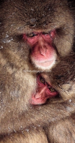 Comfort-in-the-Snow-Storm-Snow Monkeys-Japan Mother and Young Monkey Limited Edition of 10 worldwide (all sizes combined) Comfort-in-the-Snow-Storm-Snow Monkeys-Japan Mother and Young Monkey Limited Edition of 10 worldwide (all sizes combined)