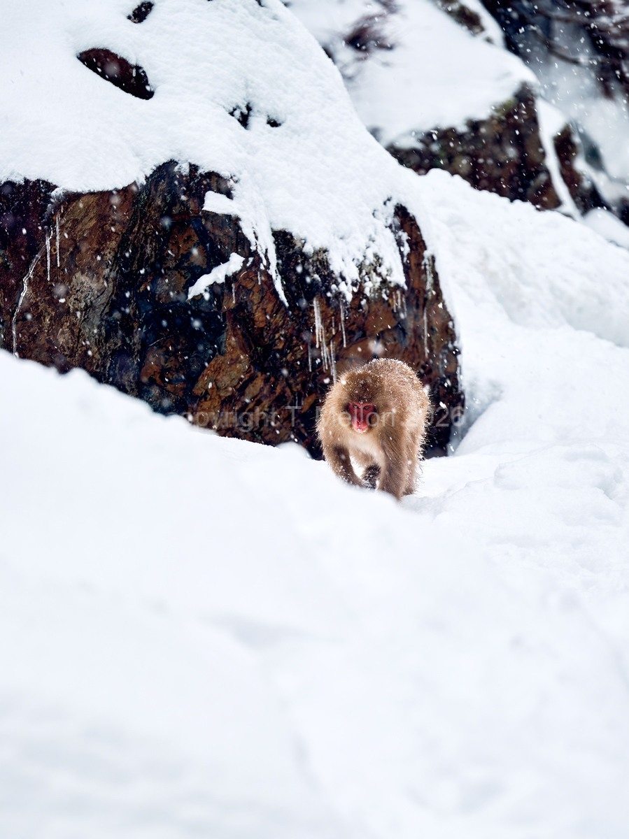 Coming-Down-The-Mountain-Alpha-Male-Snow-Monkey - Limited Edition