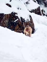 Coming-Down-The-Mountain-Alpha-Male-Snow-Monkey - Limited Edition