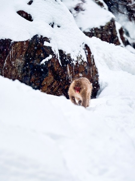 Coming-Down-The-Mountain-Alpha-Male-Snow-Monkey - Limited Edition of 10 worldwide (all sizes combined)