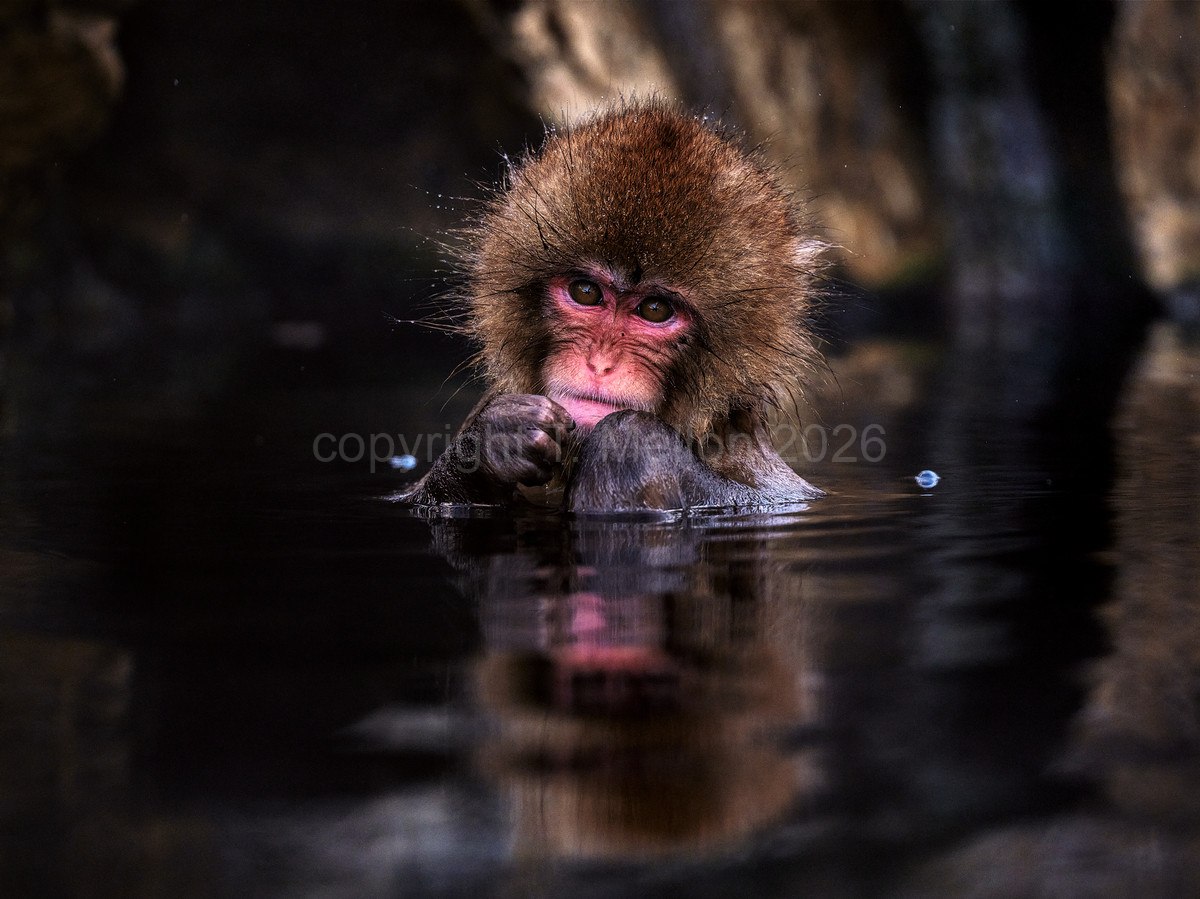 Cuteness Reinvented - Baby Snowmonkey Relaxing in Jigokudani Onsen