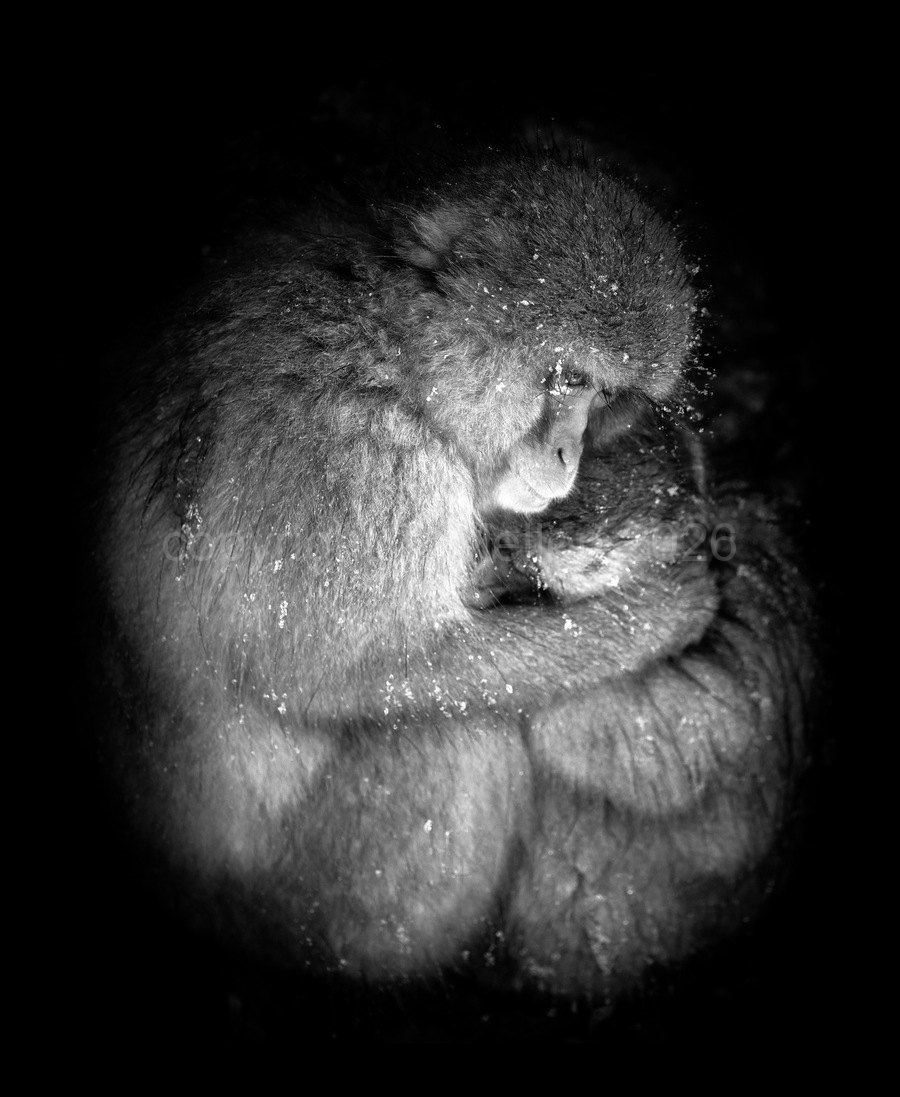 Natures Womb - A Mother Snow Monkeys Embrace