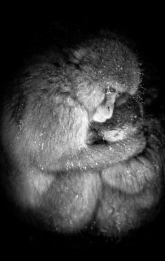 Natures Womb - A Mother Snow Monkeys Embrace
