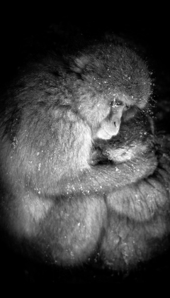 Natures Womb - A Mother Snow Monkeys Embrace