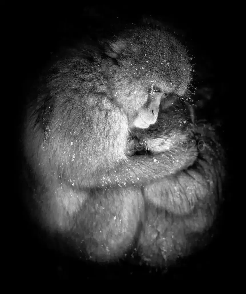 Natures Womb - A Mother Snow Monkeys Embrace