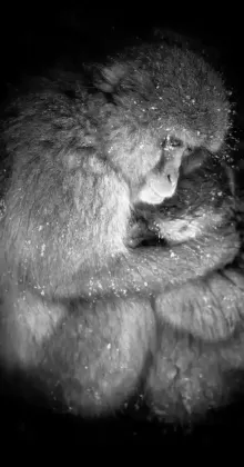 Natures Womb - A Mother Snow Monkeys Embrace Natures Womb - A Mother Snow Monkeys Embrace