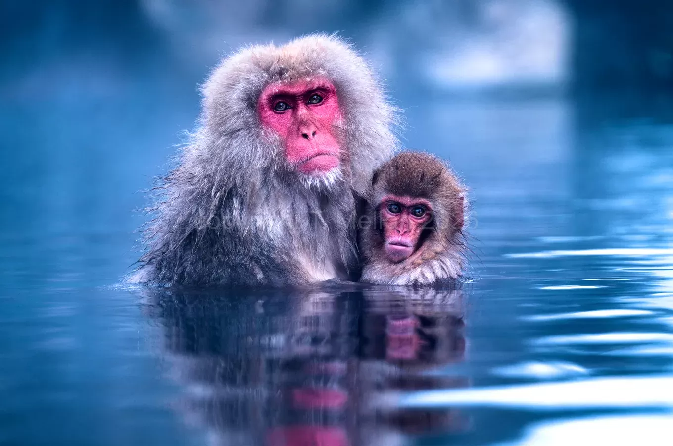 Motherly Love - Serenity of a Mother Snow Monkey and Her Baby in a Deep Blue Onsen