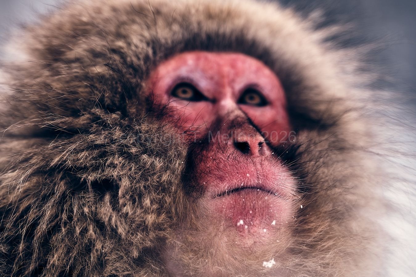 Skyward Gaze - A close up portrait of a Japanese Macaque