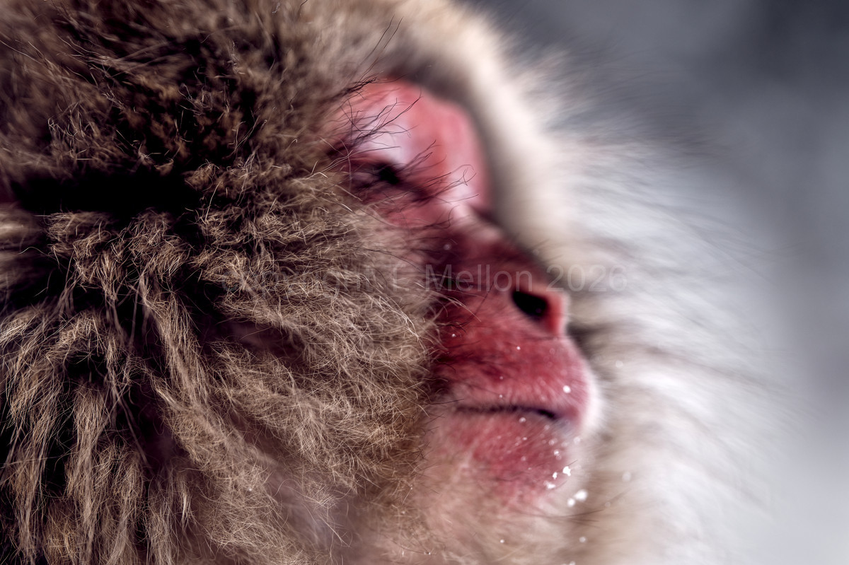 Snow Monkey Bliss - Pure Relaxation