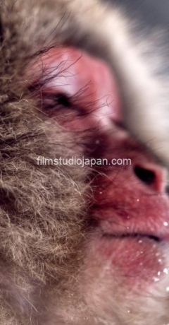 Snow-Monkey-Biss-Nagano-Japan-2023 - Limited Edition