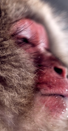 Snow-Monkey-Biss-Nagano-Japan-2023 - Limited Edition
