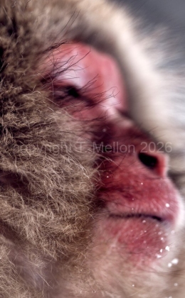 Snow Monkey Biss - Pure Relaxation Snow Monkey Biss - Pure Relaxation