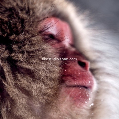 Snow Monkeys of Japan Medium Format Photography Prints