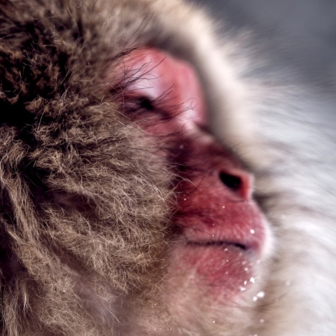 Snow Monkeys of Japan Medium Format Photography Prints