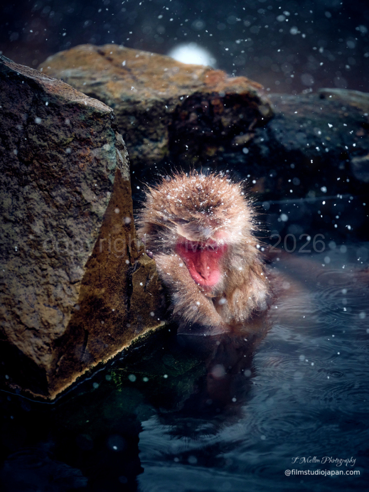 Snow Monkey Dreams - A young monkey rests in the Onsen