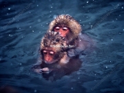 Baby Snow Monkeys - Deep Blue Hot Spring Nagano, Japan - "You Groom, While I Chill" - Limited Edition