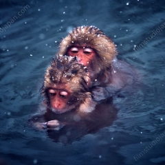 Snow Monkeys of Japan Medium Format Photography Prints