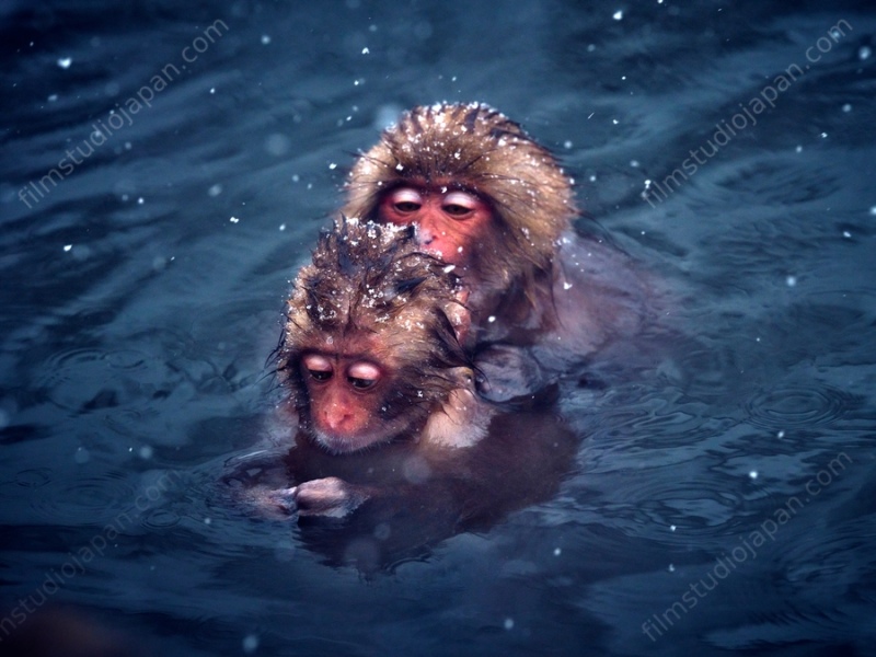Baby Snow Monkeys - Deep Blue Hot Spring Nagano, Japan - "You Groom, While I Chill"