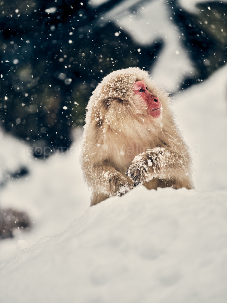 Gazing Up the Mountain - Snow Falls Around
